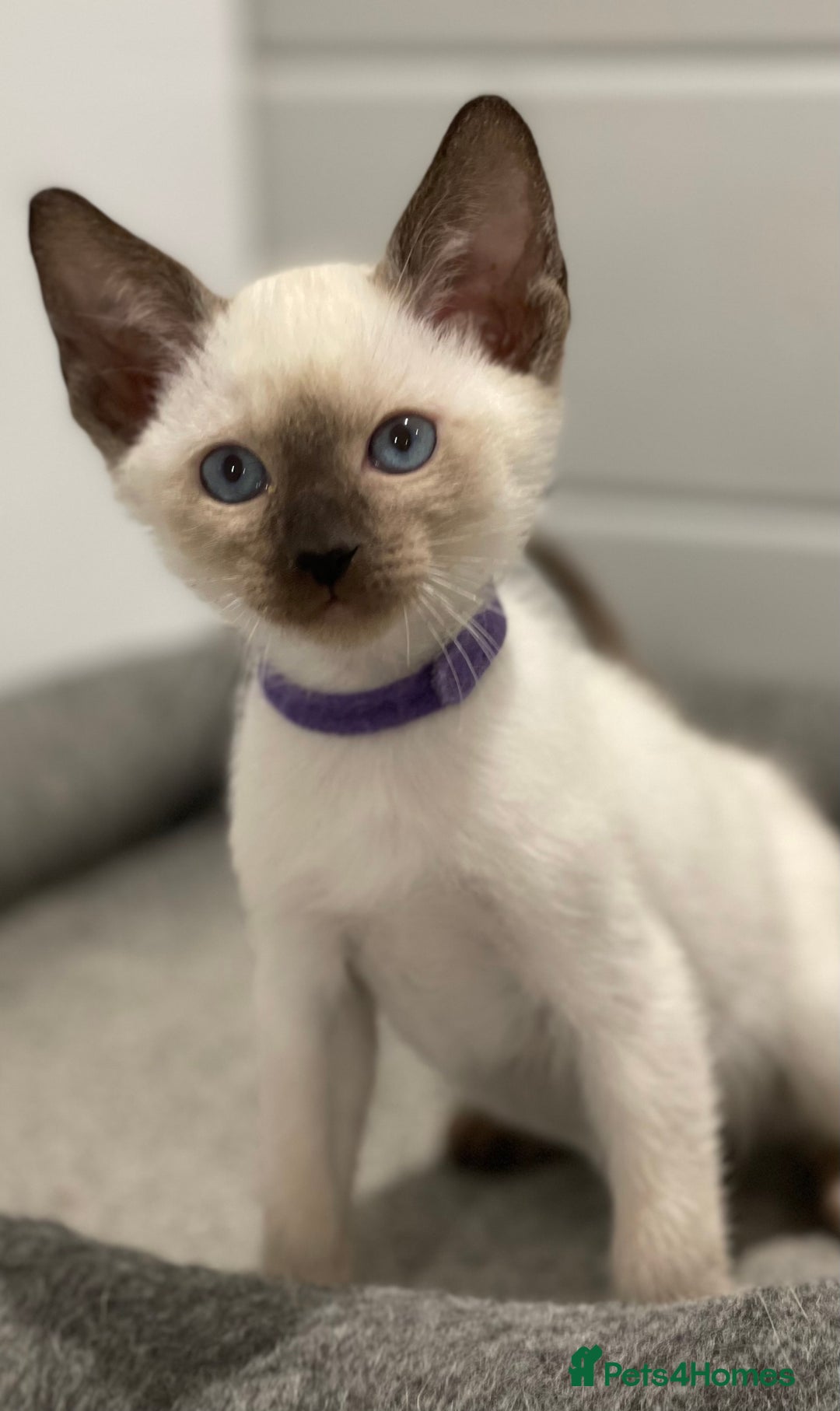 Siamese cats for sale: GCCF Registered Traditional Siamese Kittens  - Image 7