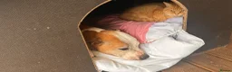 Mixed Breed dogs for sale: Roxy for adoption due to moving overseas - Advert 2