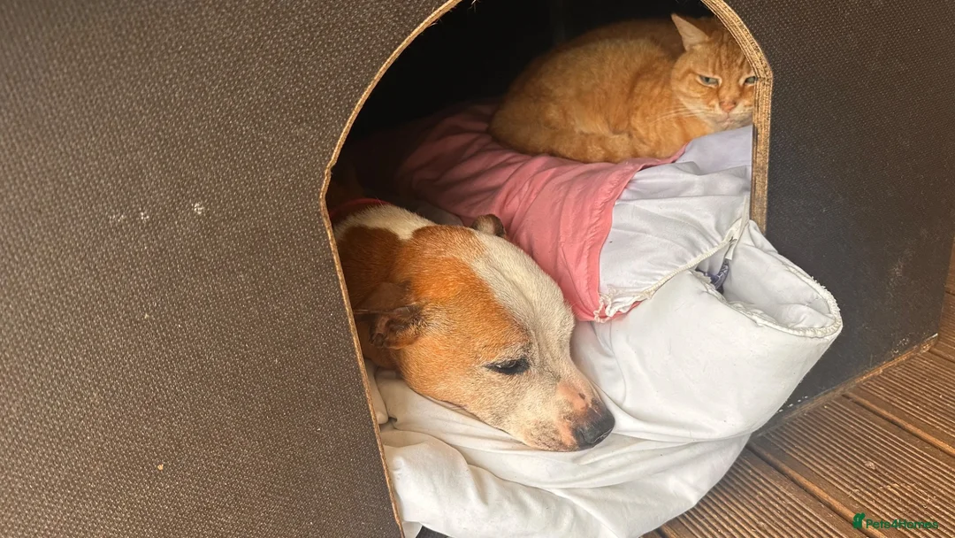 Mixed Breed dogs for sale: Roxy for adoption due to moving overseas - Advert 2