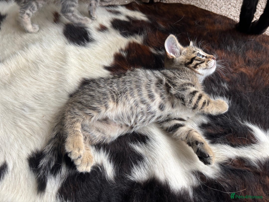 Bengal cats for sale: Beautiful Bengal Cross Kitten - Image 3