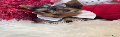 Yorkshire Terrier Puppy 2