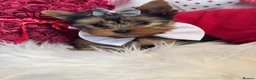 Yorkshire Terrier dogs for sale: ‼️REDUCED PRICE‼️QUALITY KC REG Yorkshire Terrier - Advert 10