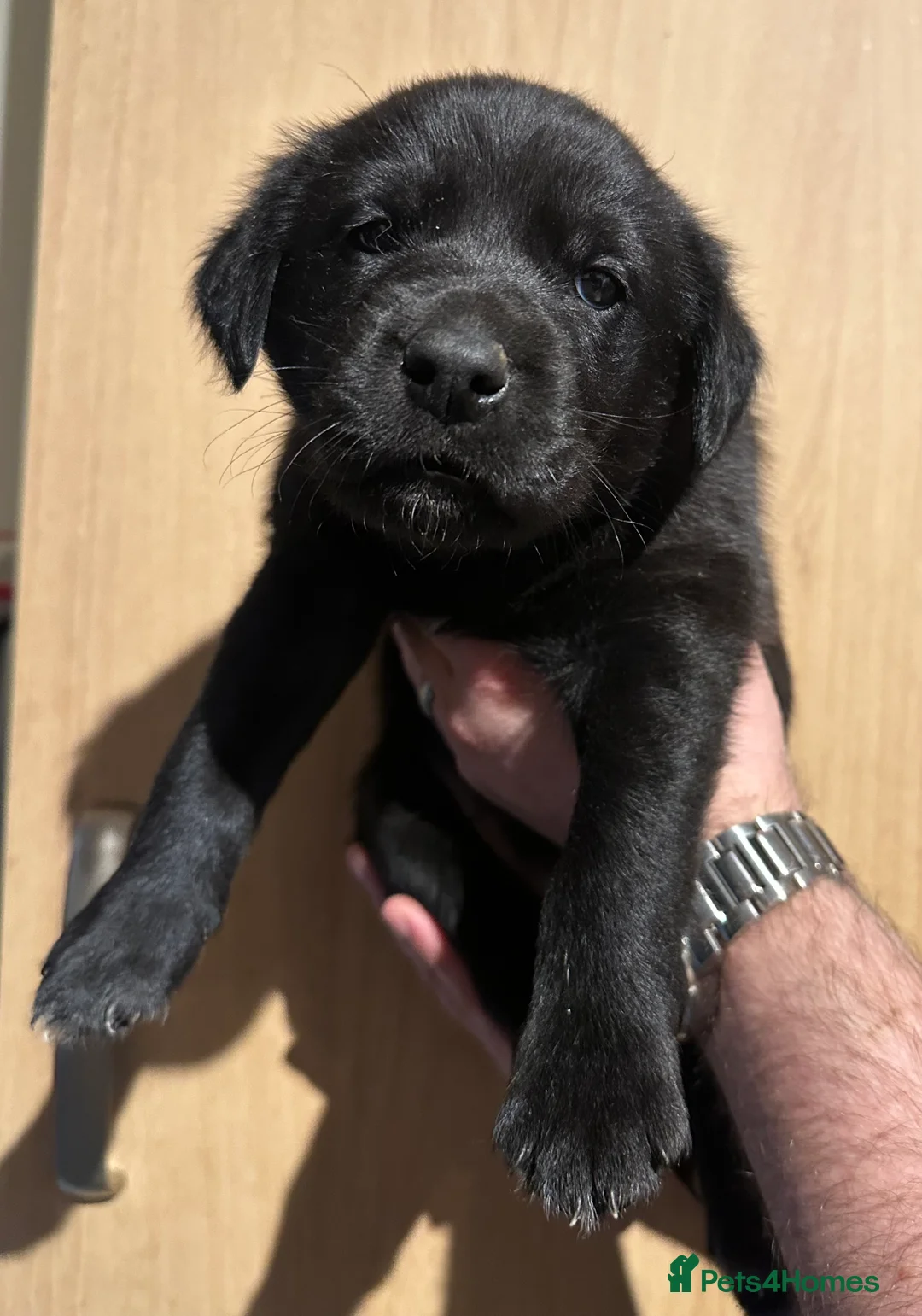 Borador dogs for sale: Labrador x Collie Puppies - Advert 11
