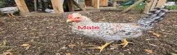 Chickens poultry for sale: Lavender Pekin Bantam Cream Legbar chickens  - Advert 10