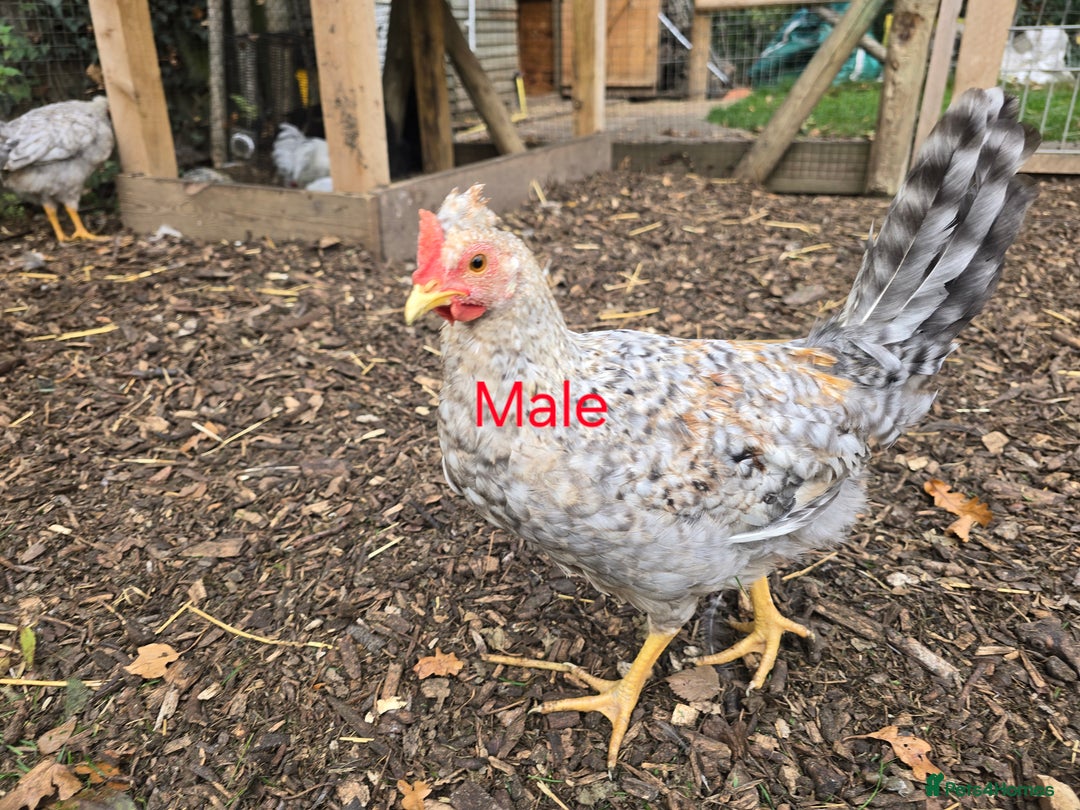 Chickens poultry for sale: Lavender Pekin Bantam Cream Legbar chickens  - Advert 10