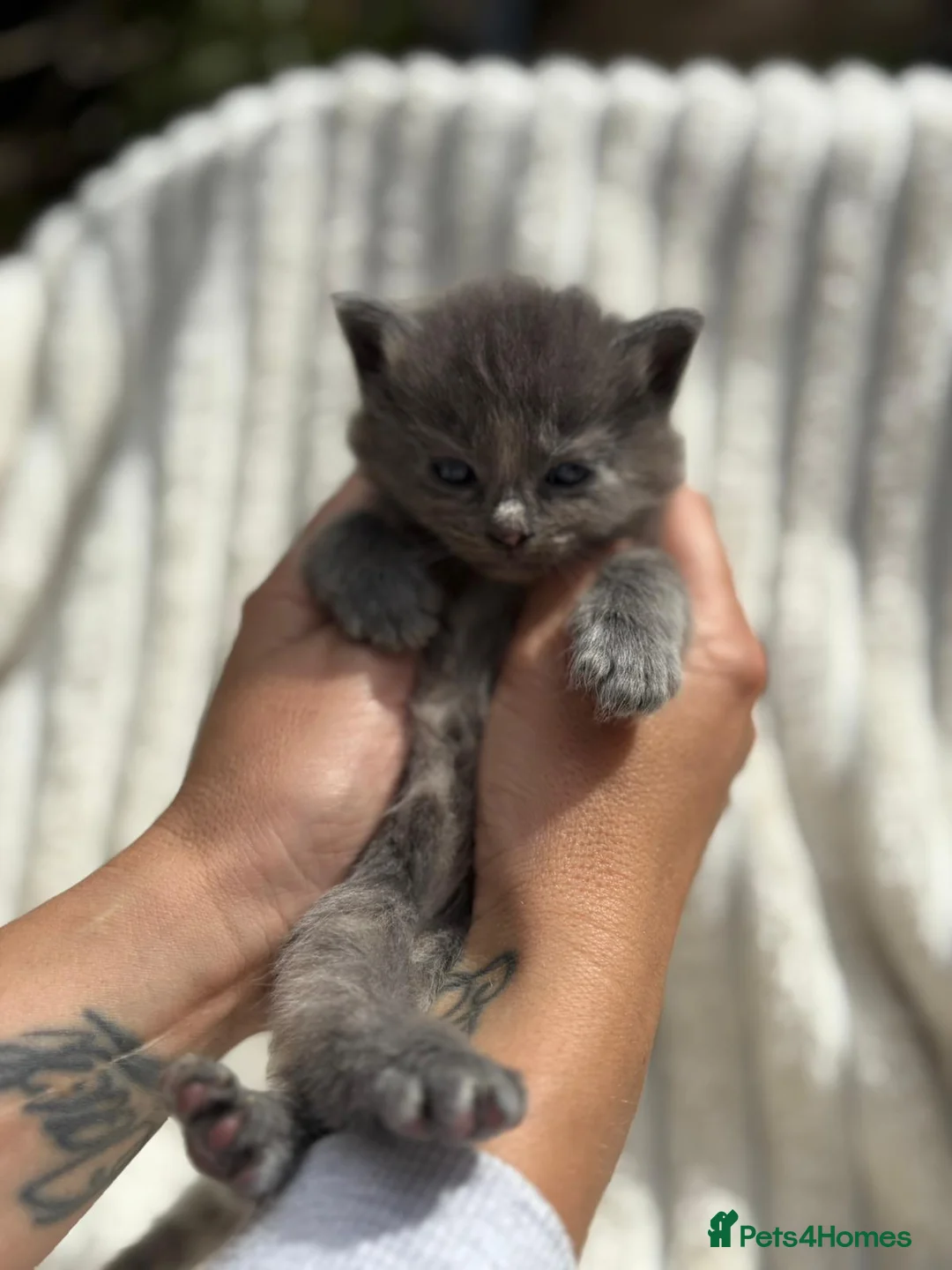 Ragdoll cats for sale: Rainbow litter ragdoll cross Turkish angora - Advert 2