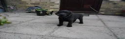 Labrador Retriever dogs for sale: 2 Gorgeous male playful puppies looking for homes - Advert 10