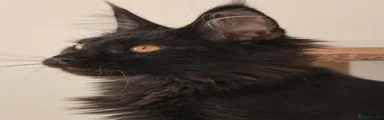 Maine Coon 1