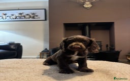 Cocker Spaniel dogs for sale: KC registered working cocker pup - Image 1