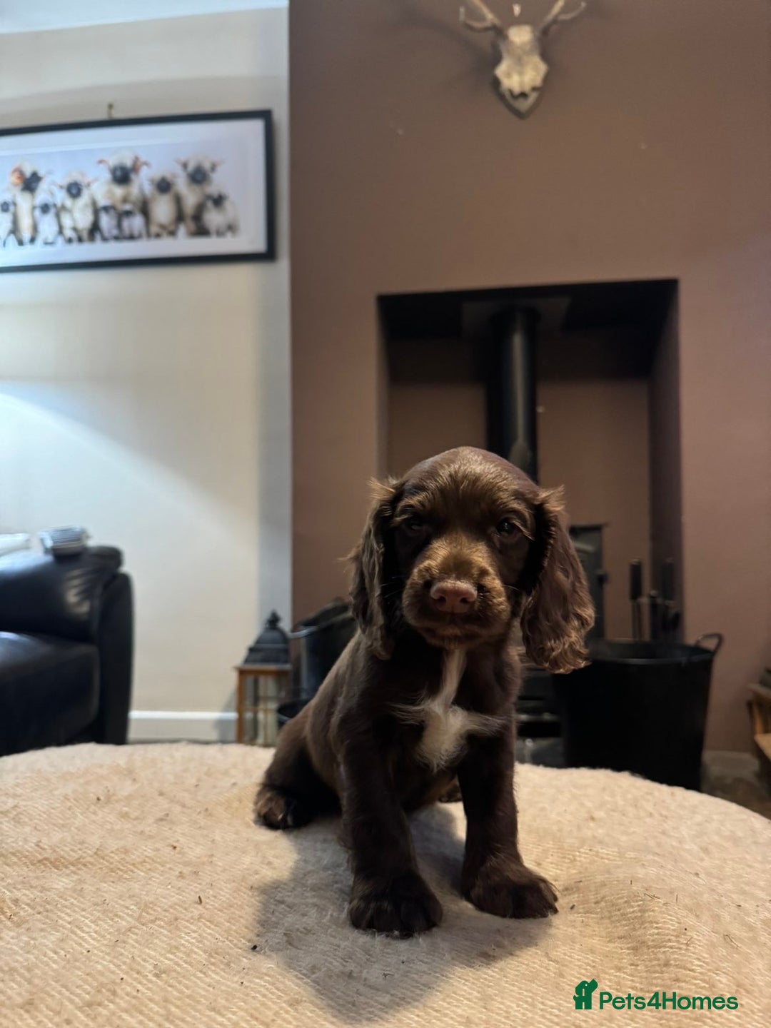Cocker Spaniel dogs for sale: KC registered working cocker pup - Image 1
