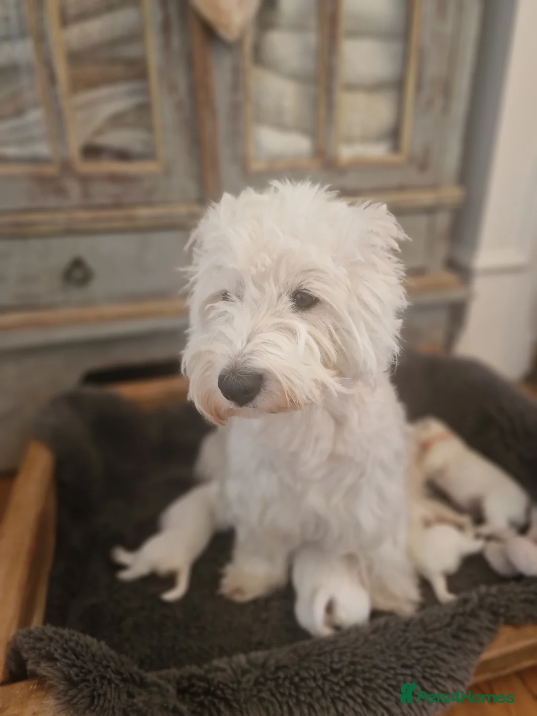 West Highland Terrier dogs for sale: Outstanding! Westie puppies - Advert 2