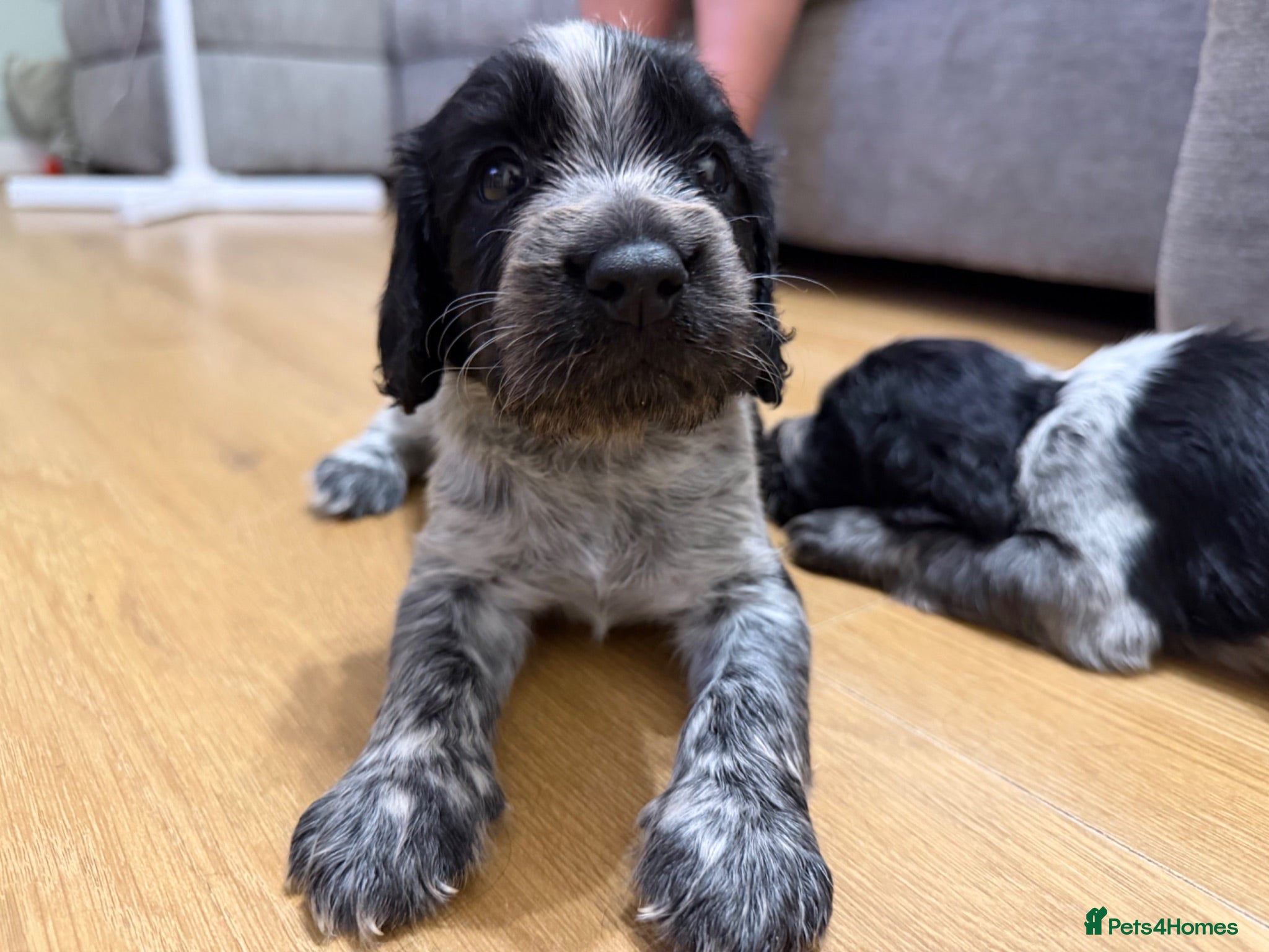 Cocker Spaniel dogs READY NOW 1 beautiful boy left  - Advert 13