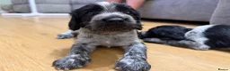 Cocker Spaniel dogs for sale: 3 beautiful cocker spaniel puppies  - Advert 8