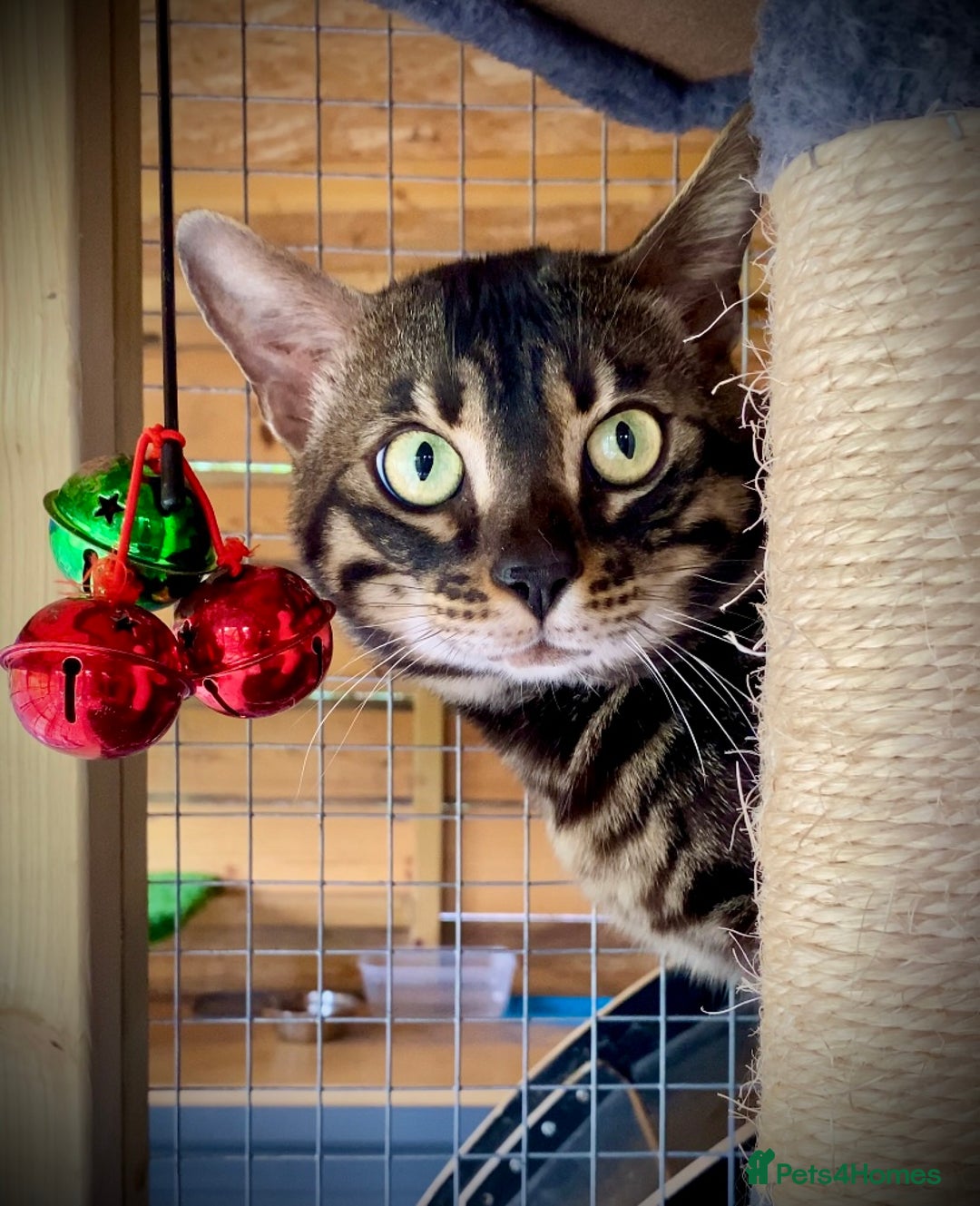 Bengal cats for sale: STUNNING TICA REG Bengal kittens READY NOW  in Blandford Forum - Image 12