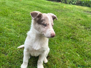 Border Collie dogs Blue/Red Merle Border Collie Puppies - Advert 18