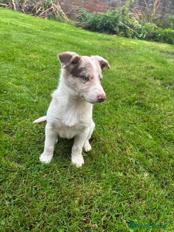 Border Collie dogs Blue/Red Merle Border Collie Puppies - Advert 13