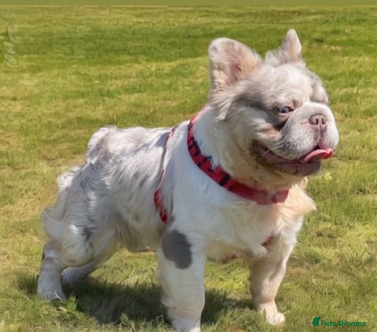 French Bulldog dogs Lilac Merle fluffy french bulldog for stud  in Portsmouth - Advert 5