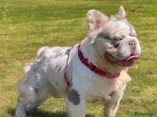 French Bulldog dogs Lilac Merle fluffy french bulldog for stud in Portsmouth - Advert 5