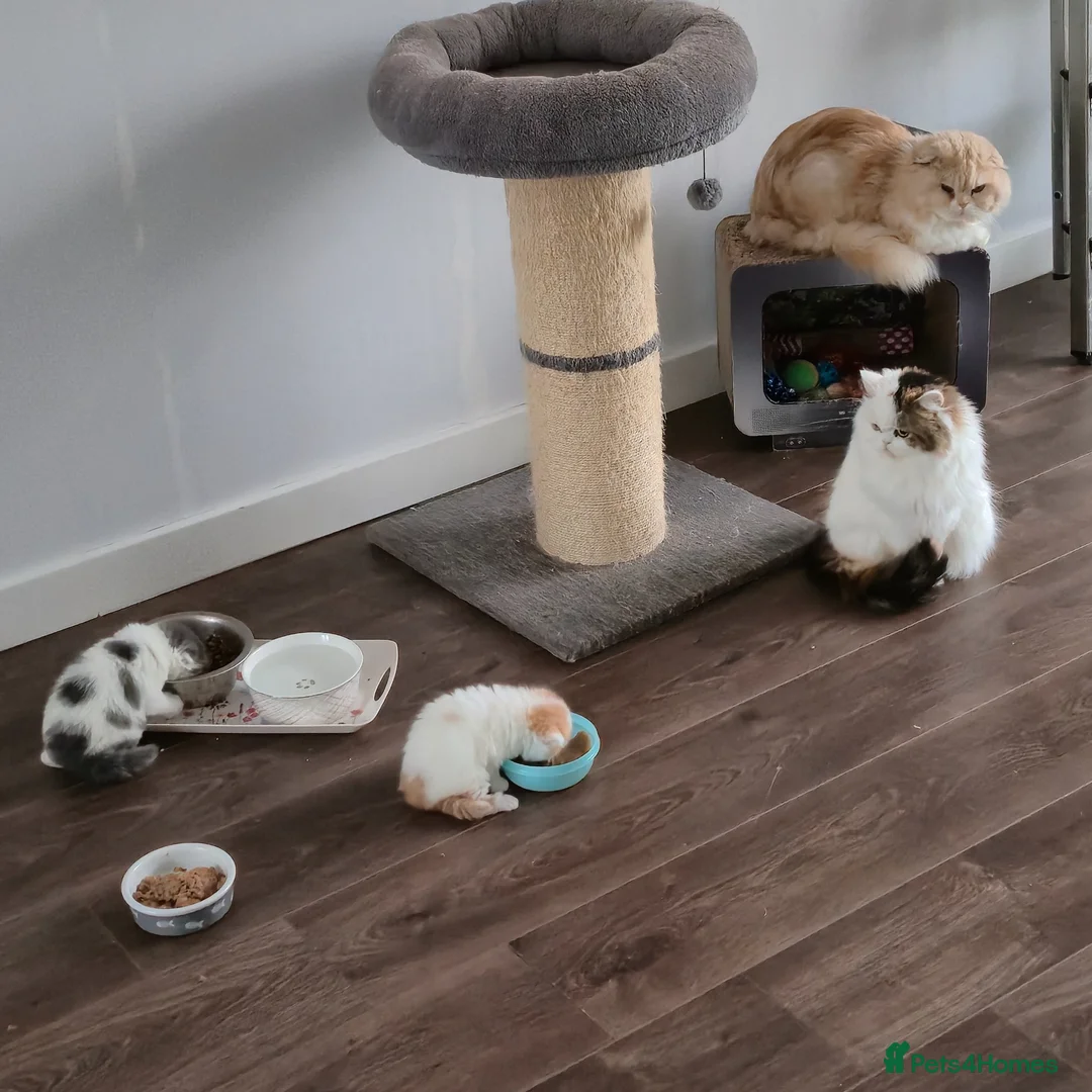 Scottish Fold cats for sale: Scottish Fold & Straight Kittens for Sale  - Advert 1