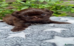 Shih Tzu dogs for sale: KC reg, 2 left! Potential blondes in Tamworth - Image 19