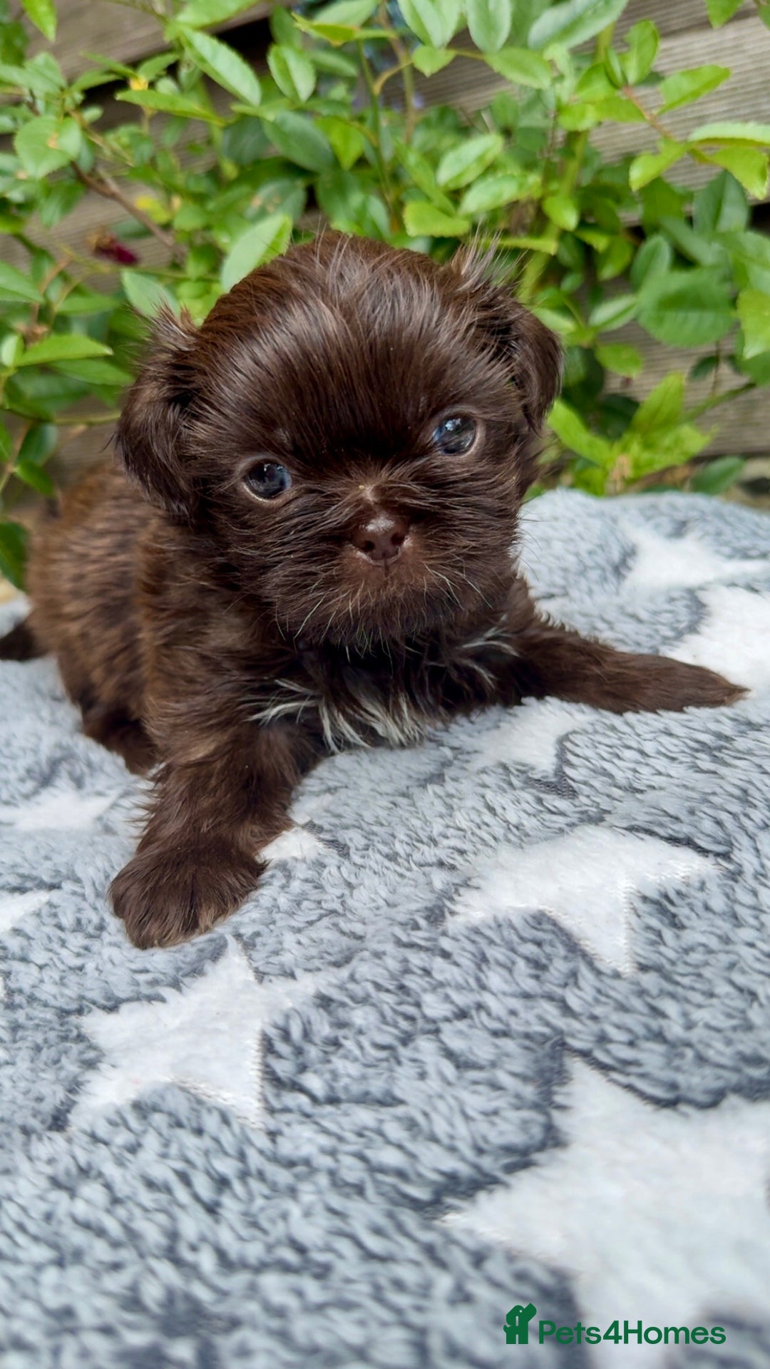 Shih Tzu dogs for sale: KC reg, 2 left! Potential blondes in Tamworth - Image 19