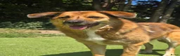 Mixed Breed dogs for adoption: Aladdin needs a loving home - Advert 7