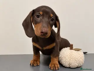 Miniature Dachshund dogs KC Reg Mini Dachshund 1x Boy left- Ready to leave - Advert 10