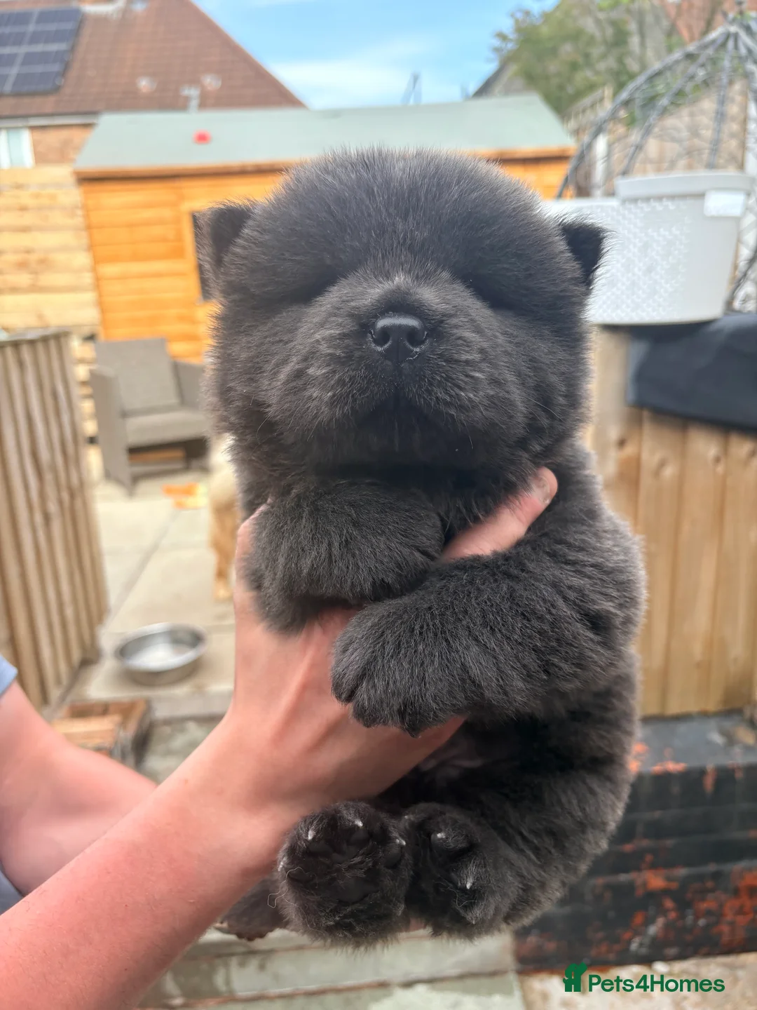 Chow Chow dogs for sale: Chow Chow puppies for sale last 1 available DWKC - Advert 2