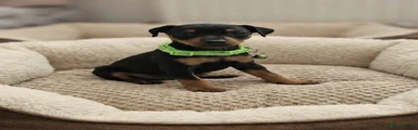 Miniature Pinscher Puppy 3