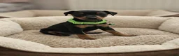 Miniature Pinscher dogs for sale: Miniature Pinscher Puppies–Healthy&Well Socialised - Advert 3