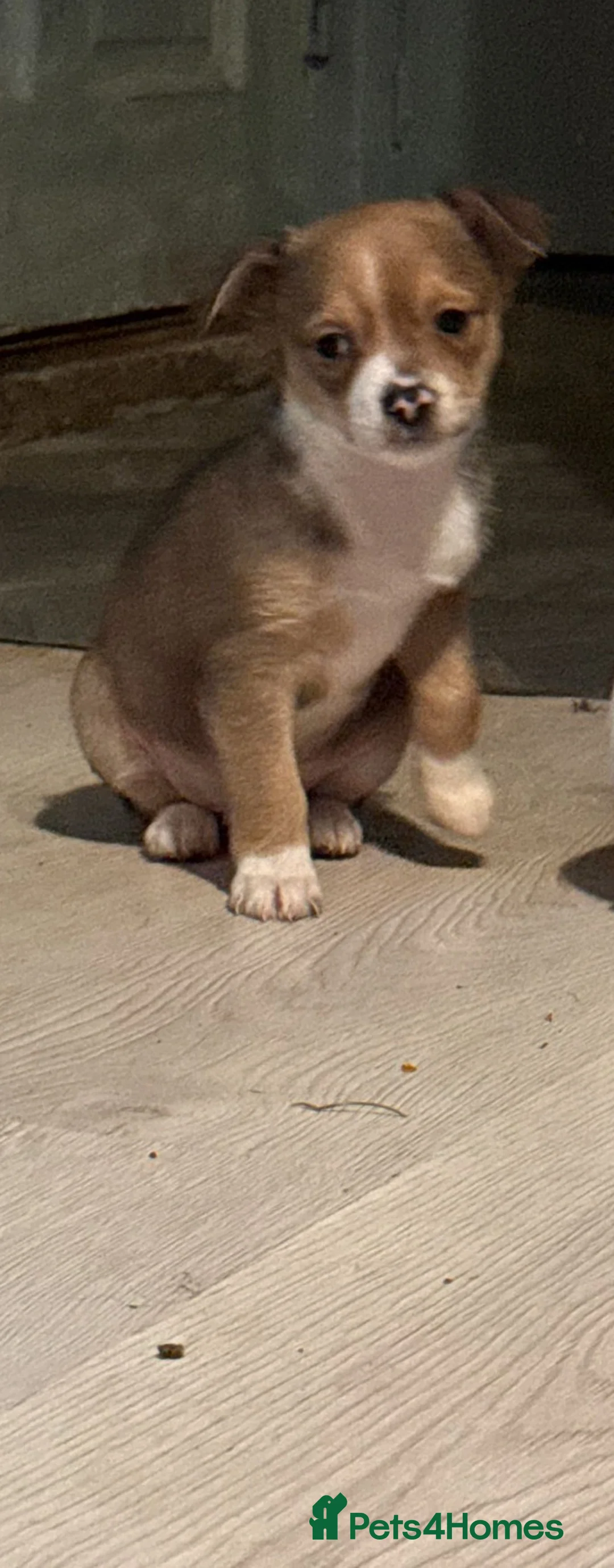 Chihuahua dogs for sale: Amazing pomchi babies  - Advert 1