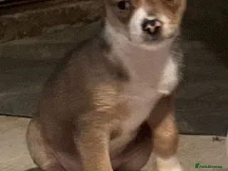 Chihuahua dogs Amazing pomchi babies - Advert 2