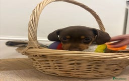 Miniature Dachshund dogs for sale: Minature dachshund pups  - Image 24