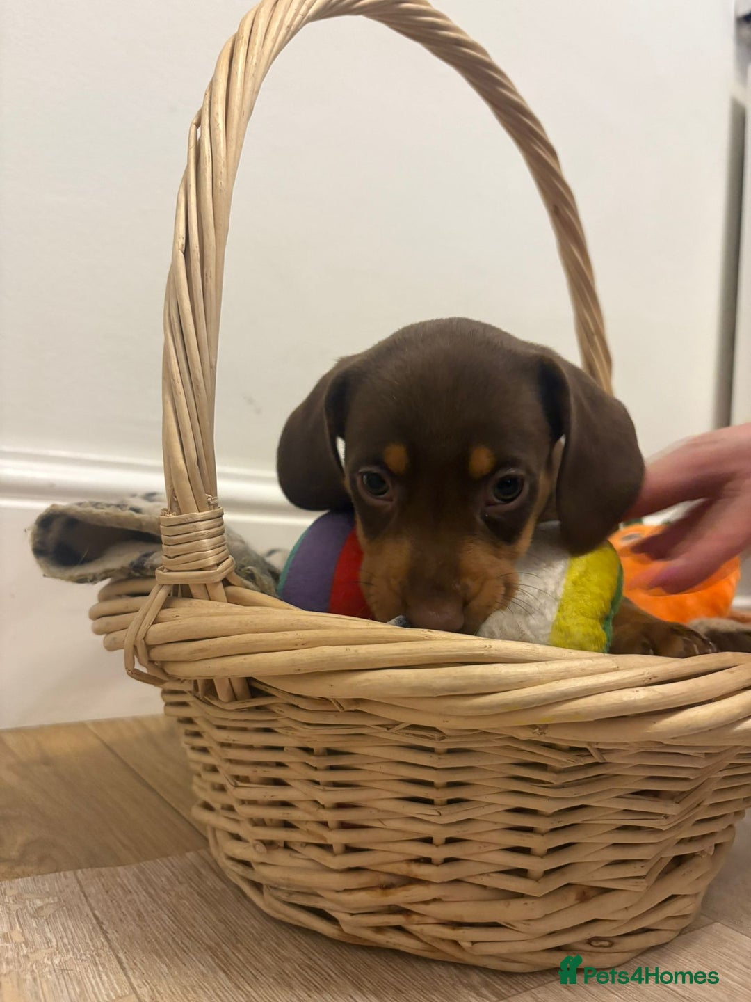 Miniature Dachshund dogs for sale: Minature dachshund pups  - Image 24