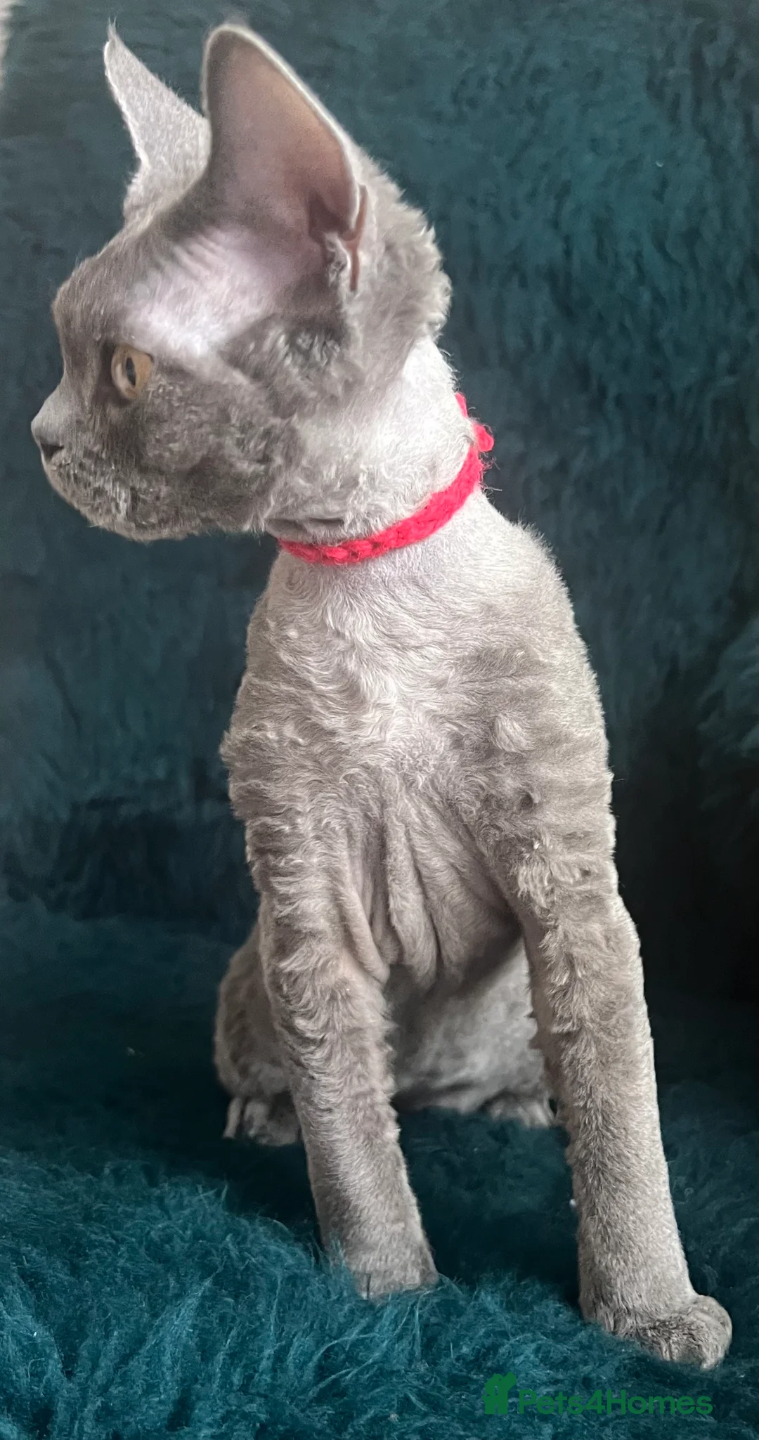 Devon Rex cats for sale: Devon Rex kittens  - Advert 22