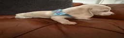 Miniature Dachshund dogs for sale: Beautiful Cream Dachshund Pups 5 ⭐ Licensed  - Advert 14