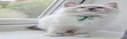 Ragdoll cats for sale: TICA registered Ragdoll kittens  in Bracknell - Advert 17