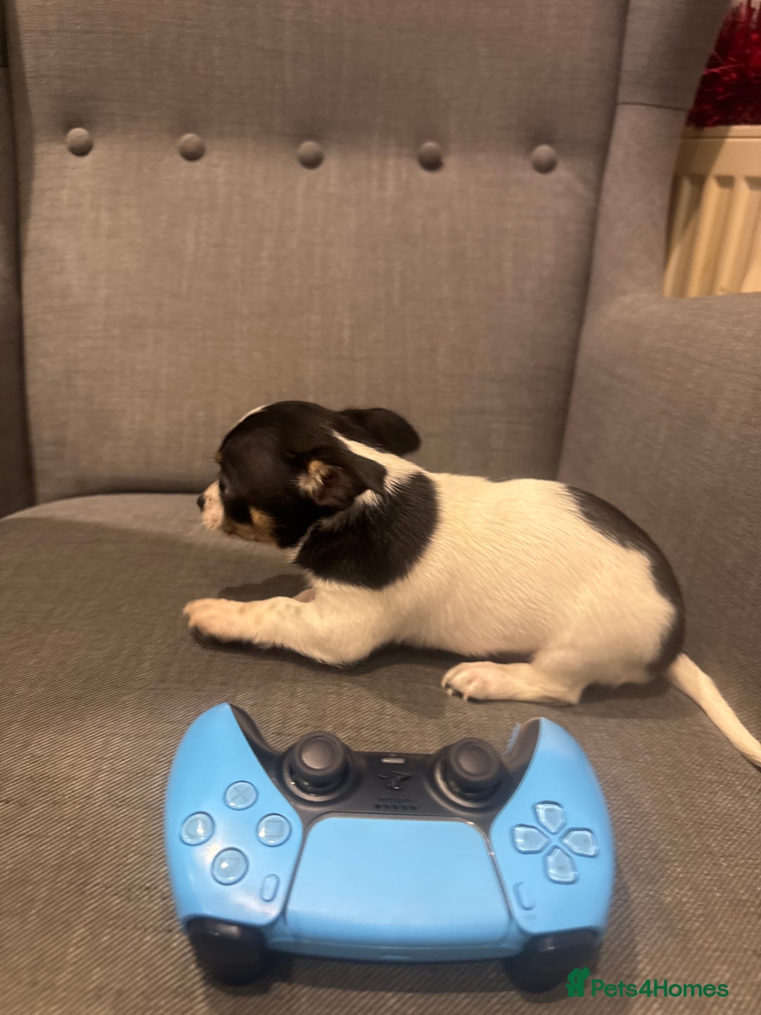 Chihuahua dogs for sale: 3 adorable apple-head tini puppies LF a home - Advert 11