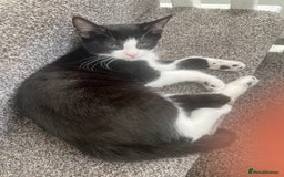 British Shorthair cats for sale: Tuxedo Kitten For Sale - Advert 4