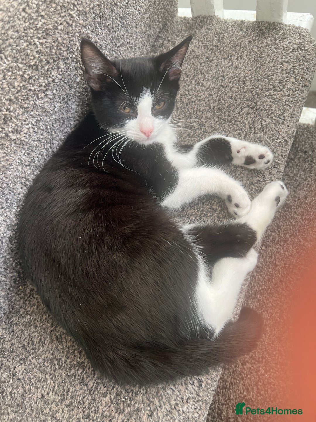 British Shorthair cats for sale: Tuxedo Kitten For Sale - Advert 4