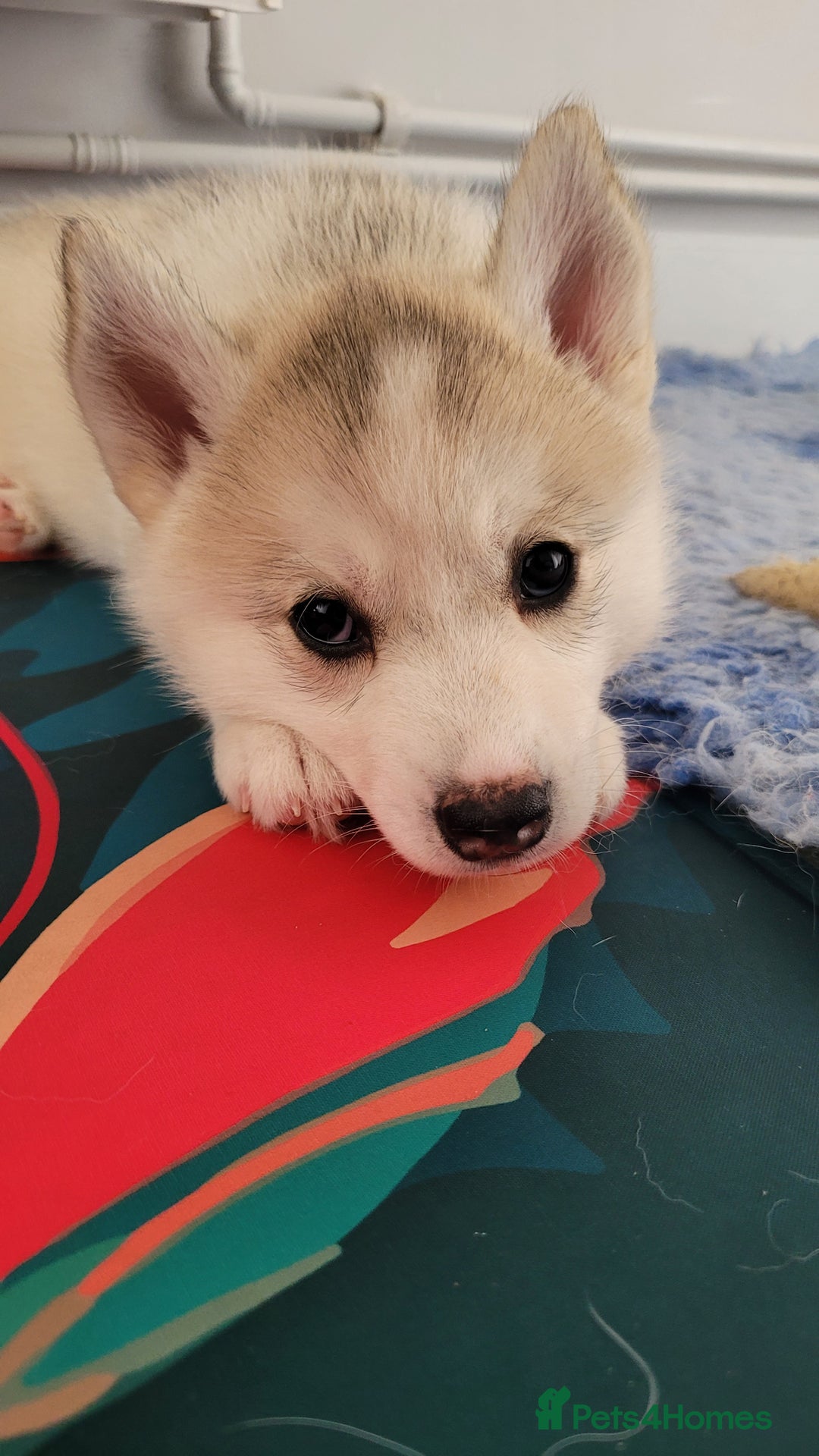 Siberian Husky dogs for sale: Best Quality Siberian Husky Puppies in Scotland - Image 10