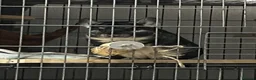 Chinchilla rodents for sale: mother and daughter  - Advert 4
