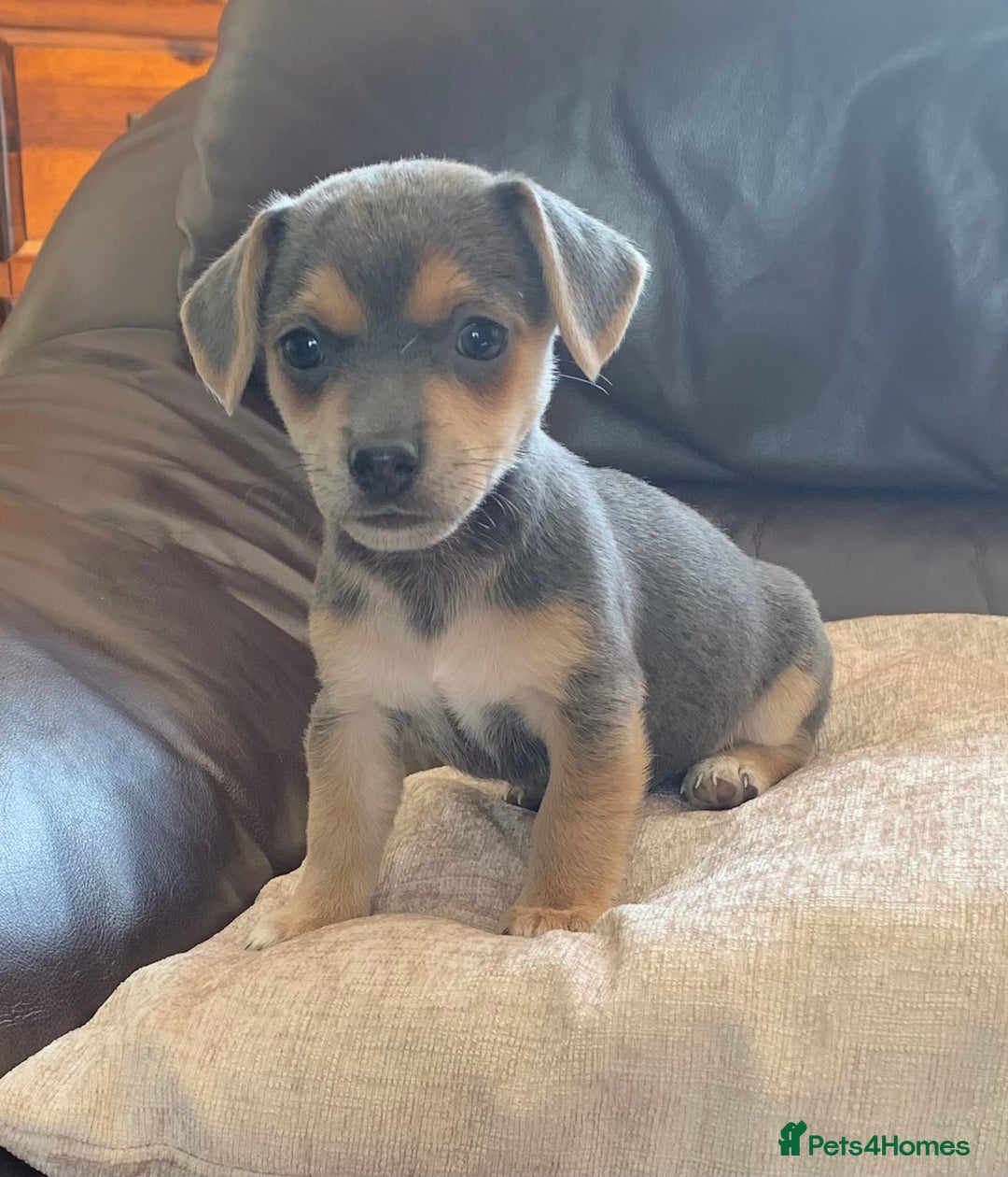 Jack Russell dogs for sale: Outstanding miniature Jack Russell puppies  - Image 5