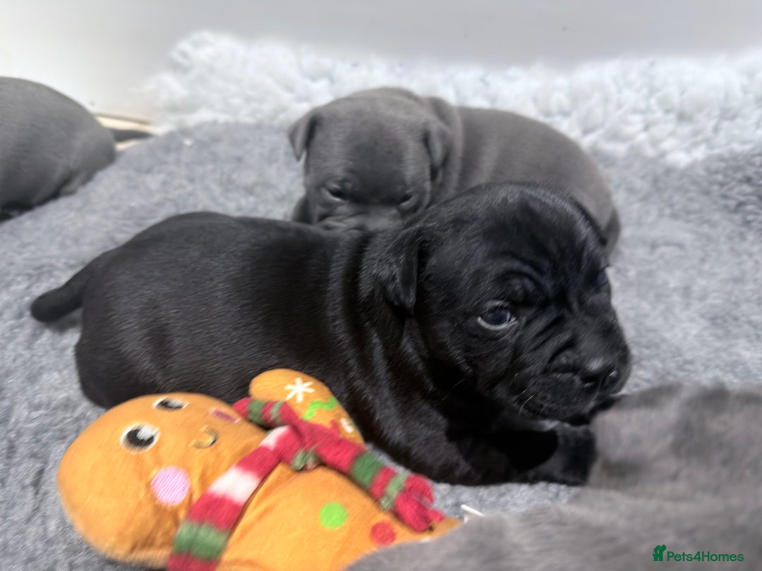 Staffordshire Bull Terrier dogs for sale: Staffordshire bull Terrier CHAMPION BLOODLINE  - Image 7