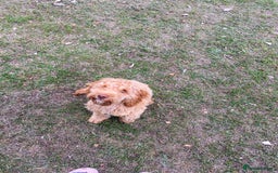 Cockapoo dogs for sale: Male cockapoo  - Image 2