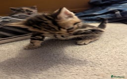 Mixed Breed cats for sale: Little beautiful kittens😀 - Image 5