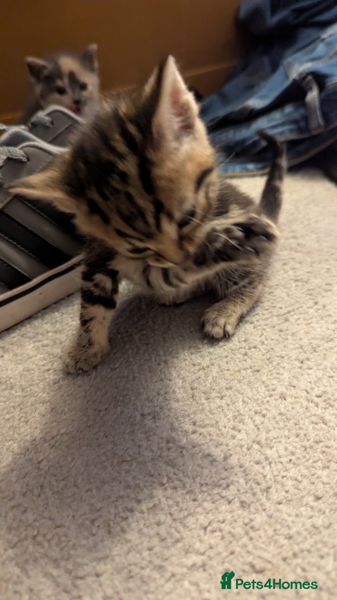 Mixed Breed cats for sale: Little beautiful kittens😀 - Image 5