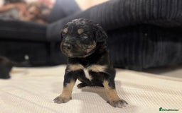 Mixed Breed dogs for sale: border collie cross poodle (bordoodle) - Image 1