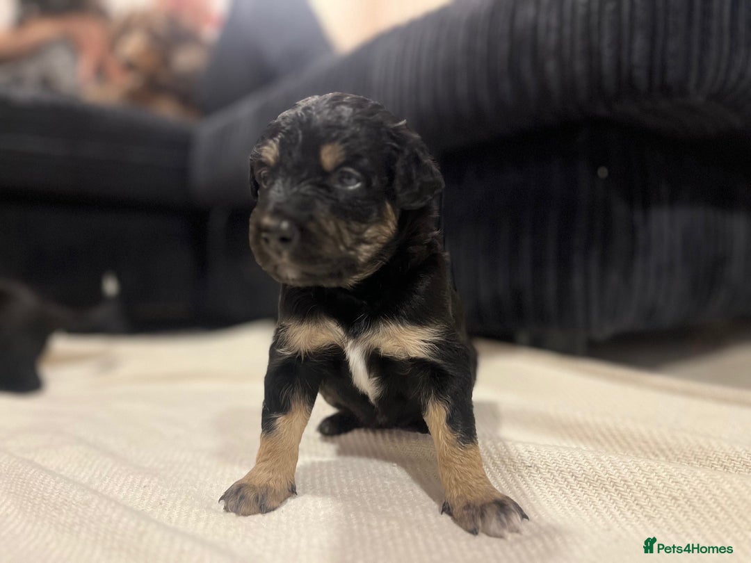Mixed Breed dogs for sale: border collie cross poodle (bordoodle) - Image 1