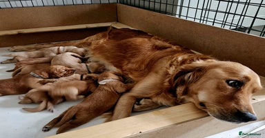 Golden Retriever dogs - Advert 3
